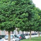درختچه اقاقیا 9