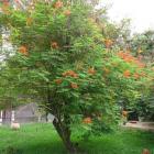 ابریشم مصری 5
