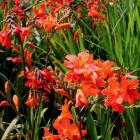 گل کروکاسمیا 9