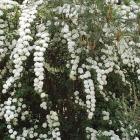 گل اسپیره (سفید) 5