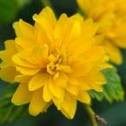 گل کریا 3