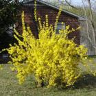 درختچه یاس زرد 14