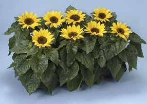 معرفی گیاه- آفتابگردان Sunflower