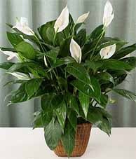 معرفی گیاه - اسپاتی فیلوم peace lily
