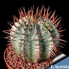 معرفی گیاه- افوربیا Euphorbia
