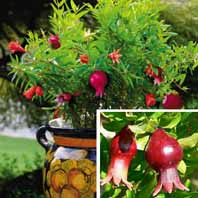 معرفی گیاه - انار زینتیornamental pomegranate 