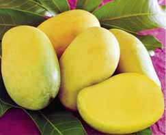 معرفی گیاه- انبه Mango