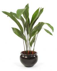 معرفی گیاه - برگ عباییCast iron plant