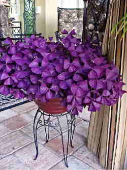 فروش گل اگزالیس ( گل عشق )